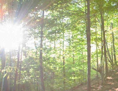Sunlight streaming through green forest trees.