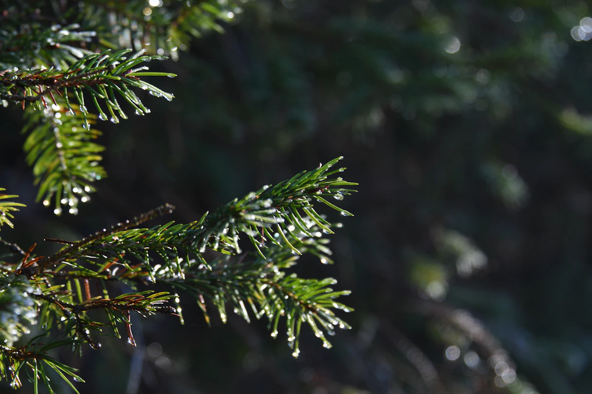 Evergreen branches beaded with water droplets.