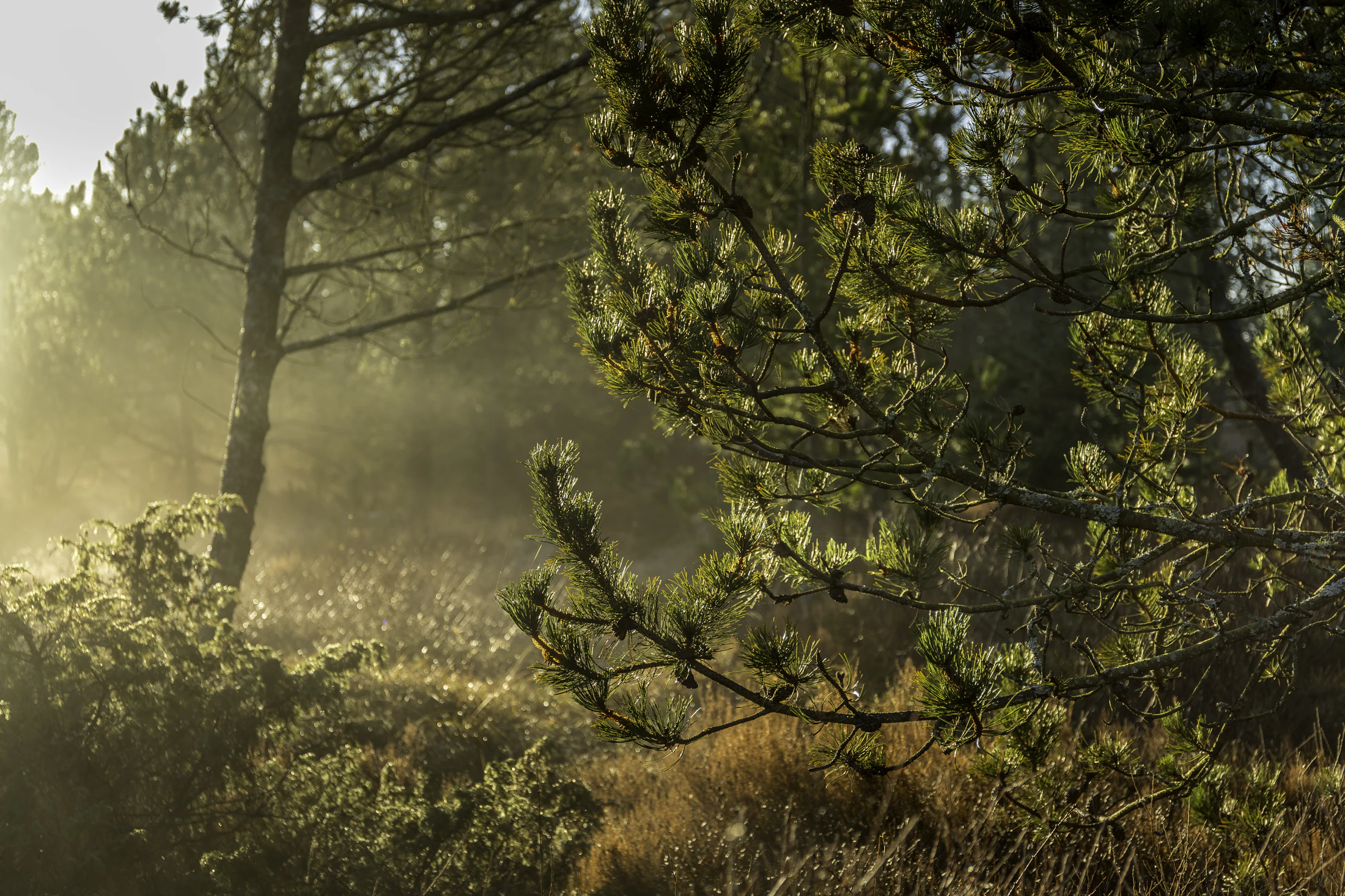 Morning light filtering through mist and pine branches.